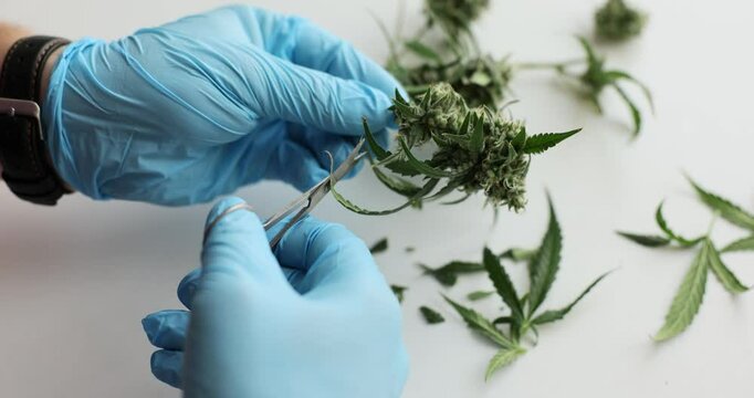 Technician hands in gloves trims cannabis plant at workplace. Scientist prepares fresh herb for extraction CBD oil in modern laboratory