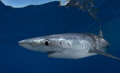 a close up of a shark