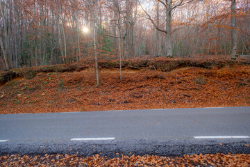 A captivating scene of a roadside lined with trees covered in orange autumn leaves, showcasing the contrast between nature and human infrastructure during the fall season in Montseny Spain