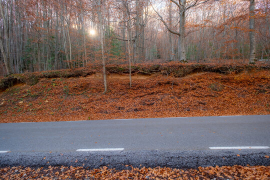 A captivating scene of a roadside lined with trees covered in orange autumn leaves, showcasing the contrast between nature and human infrastructure during the fall season in Montseny Spain