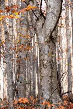 A detailed close-up of a tall tree trunk in an autumn forest, surrounded by slender trees and colorful leaves. It captures the majestic essence of nature's seasonal transformation in Montseny Spain