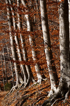 A breathtaking row of tall trees with exposed roots, adorned by orange autumn leaves. This powerful scene captures the intricate beauty and resilience of nature during fall in Montseny Spain