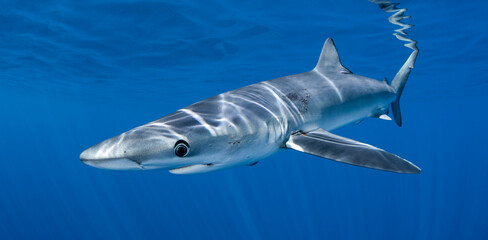 a close up of a shark