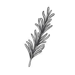 Line drawing of a rosemary branch