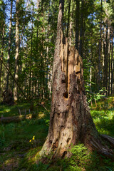 Pine tree stump in the forest