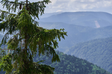 Mountains covered in forests