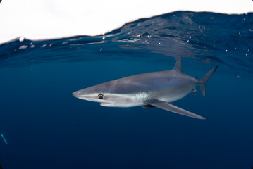 a close up of a shark