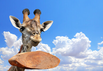 Giraffe face head with old wood tablet. Curious cute giraffe with wooden sign on rope. Funny...