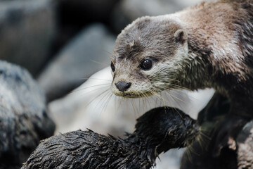 A curious otter peers inquisitively out from its rocky surroundings, showcasing its playful nature...