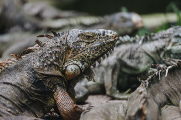 A majestic iguana rests peacefully among its companions, showcasing intricate patterns and vibrant textures. Its sharp gaze reflects a unique blend of strength and serenity.
