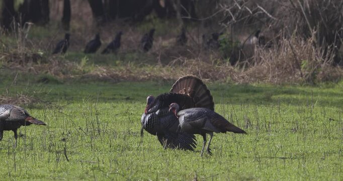 Male turkeys strutting feathers to show dominance across grassy sunny Florida landscape