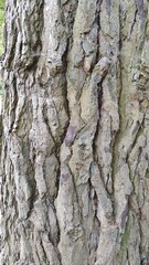 bark of a tree