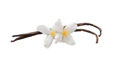 Vanilla sticks with white flower on white backgrounds.