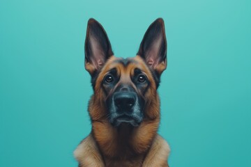 A close-up portrait photo of a cute Alsatian dog looking at the camera, isolated against a colourful background.