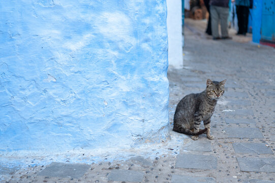 Stray cat in an alley in the blue city of Chefchaouen, Morocco. - Powered by Adobe