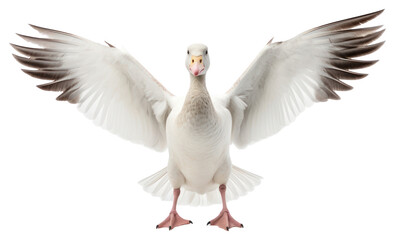 Obraz premium PNG Snow goose animal white bird.