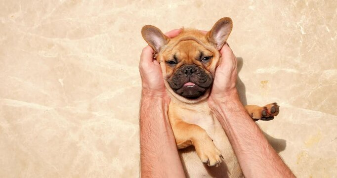 French Bulldog lies upside down, its squishy face adorned with adorable wrinkles and creases. Owner's hands gently squish puppy's skin, creating humorous and entertaining moment.