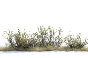 Lush green bushes on a white isolated background.