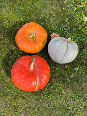 Tree pumpkins on green grass