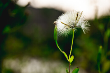 A close-up of a dandelion seed head, with seeds ready to disperse, set against a blurred green background