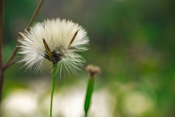 A close-up of a dandelion seed head, with seeds ready to disperse, set against a blurred green background