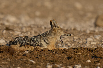 Black-backed Jackal (Canis mesomelas) lying on the ground in Etosha National Park, Namibia