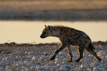 Spotted Hyaena (Crocuta crocuta) at a waterhole in Etosha National Park, Namibia