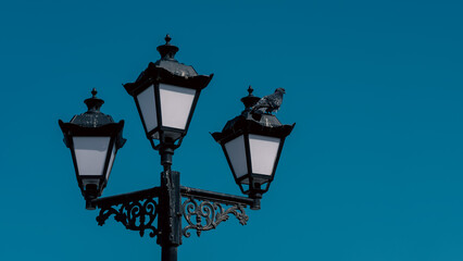 One pigeon sits on an old vintage street lamp