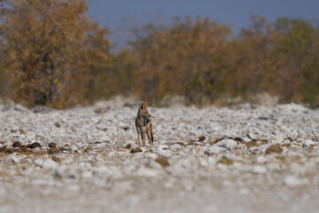 Black-backed Jackal (Canis mesomelas) approaching a waterhole in Etosha National Park, Namibia