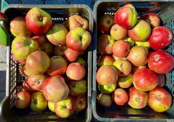 Many fresh apples in plastic boxes. Farmers market Naplavka in Prague city. 