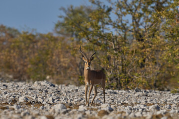 Male Black-faced Impala (Aepyceros melampus petersi) in Etosha National Park, Namibia.                               