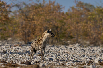 Spotted Hyaena (Crocuta crocuta) approaching a waterhole along a game trail in Etosha National Park, Namibia