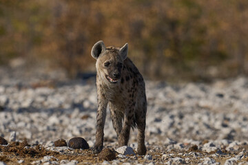 Spotted Hyaena (Crocuta crocuta) approaching a waterhole along a game trail in Etosha National Park, Namibia