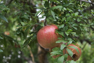 Pomegranate production is widespread in the Mediterranean Region of Turkey