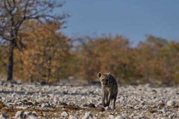 Spotted Hyaena (Crocuta crocuta) approaching a waterhole along a game trail in Etosha National Park, Namibia
