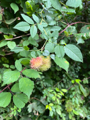 Pink stingy fruit in the forest