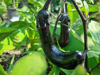 
Close-up of ripe eggplant fruit.