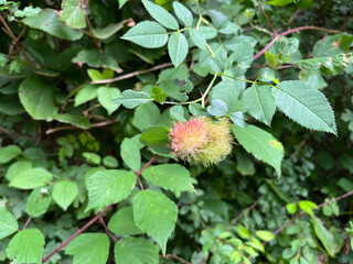 Pink stingy fruit in the forest