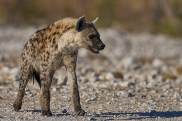 Spotted Hyaena (Crocuta crocuta) approaching a waterhole along a game trail in Etosha National Park, Namibia