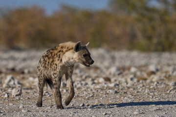 Spotted Hyaena (Crocuta crocuta) approaching a waterhole along a game trail in Etosha National...