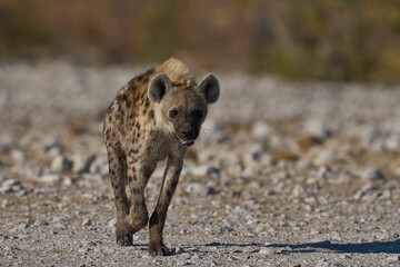 Spotted Hyaena (Crocuta crocuta) approaching a waterhole along a game trail in Etosha National...