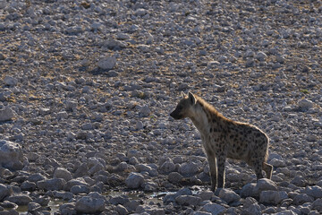 Spotted Hyaena (Crocuta crocuta) at a waterhole in Etosha National Park, Namibia