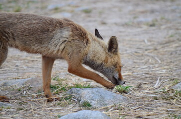 Fox sniffing the ground while walking over dry, rocky terrain
