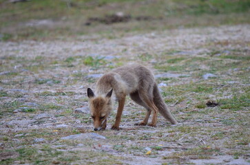 Fox sniffing the ground in a dry, grassy field with scattered rocks
