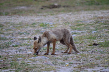 Fox sniffing and investigating the ground in a dry, grassy field with scattered rocks
