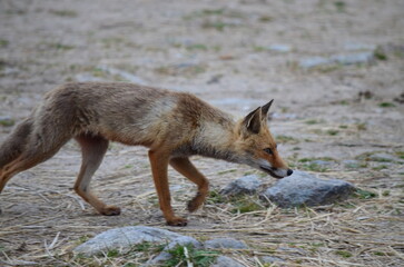 Fox cautiously walking and sniffing the ground in a dry, rocky terrain
