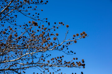 晩秋のモミジバフウ
