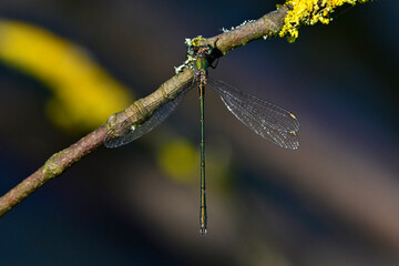 Gemeine Weidenjungfer - Männchen // Willow emerald damselfly - male (Chalcolestes viridis) 