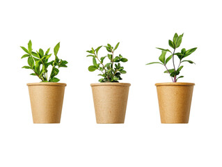 Fototapeta premium Three small green plants in eco-friendly pots, white isolate background.