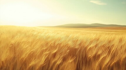 A vast golden wheat field sways under the warm glow of the setting sun.